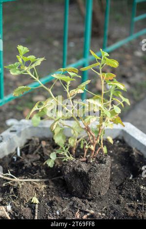 Pflanzen im Boden. Schlecht geweidete Pflanze. Setzling und Boden. Pflanzenpflege. Stockfoto