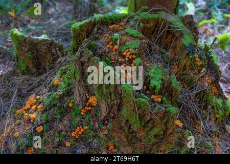 Verrottetes Holz liefert Nährstoffe für Pilze, die im Wald wachsen. Stockfoto