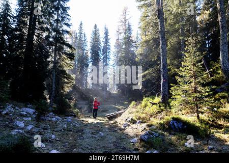 Frau, Tourist, Wanderer auf einem Wanderweg in einem wunderschönen nebeligen Lärchenwald mit spektakulärem Sonnenlicht hinten, pokljuka Plateau, slowenien Stockfoto