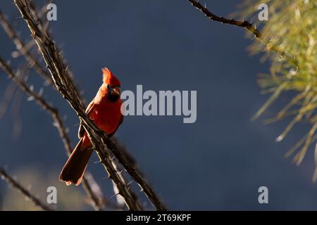 Hellrotes Nordkardinalbarsch auf Dornen-Okotillo-Stiel vor blauem Himmel in der trockenen Umgebung des Südwestens Porträt aufgenommen in Portal, Arizona, Unite Stockfoto