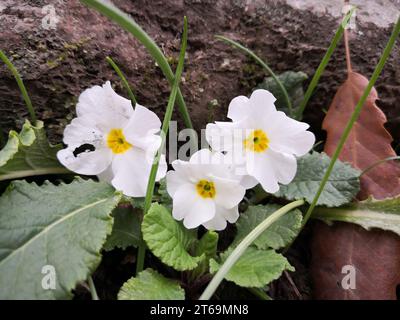 Eine Naturszene mit ein paar weißen Wildblumen umgeben von üppigem Gras vor einer großen Felsformation Stockfoto