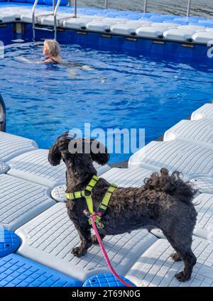 Eine Frau schwimmt in einem Pool, während ihr Hund sie aufmerksam beobachtet Stockfoto