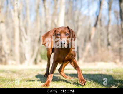 Ein verspielter roter Vizsla x Hound Mischling-Hund im Freien Stockfoto