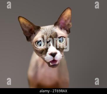 Eine reinrassige, haarlose Sphynx-Katze miaut Stockfoto