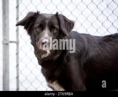 Ein nervöser Border Collie Mischlingshund in einem Tierheim Zwinger Stockfoto