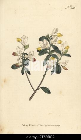 Buschmilchkraut, Polygaloides chamaebuxus. Kastenblättrige Milchwürze, Polygala chamaebuxus. Heimisch in Österreich und der Schweiz. Handkolorierter Kupferstich nach einer botanischen Illustration aus William Curtis's Botanical Magazine, Stephen Couchman, London, 1795. Stockfoto