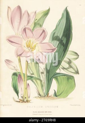 Herbstkrokus, Colchicum speciosum, aus der Türkei, dem Iran und dem Kaukasus. Handfarbige botanische Illustration gezeichnet und lithographiert von Frederick William Burbidge aus Henry Honywood Dombrain's Floral Magazine, New Series, Band 5, L. Reeve, London, 1876. Lithographie gedruckt von Vincent Brooks, Day & Son. Stockfoto