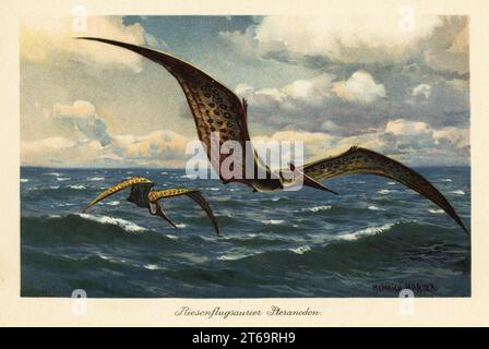 Pteranodon longiceps fliegen über das Meer. Pteranodon (aus dem Griechischen für Flügel und Zahnlos. Große fliegende Pterosaurier aus der Spätkreide mit einer Spannweite von sieben Metern. Riesenflugsaurier Pteranodon. Farbige Illustration von Heinrich Harder von Wilhelm Bolsches Tiere der Urwelt, Reichardt Cocoa Company, Hamburg, 1908. Heinrich Harder (1858–1935) war ein deutscher Landschaftskünstler und Buchillustrator. Stockfoto