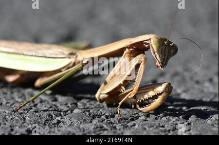 Ein Nahbild einer betenden Mantis, die auf dem Boden liegt, mit gefalteten Beinen in betender Position Stockfoto