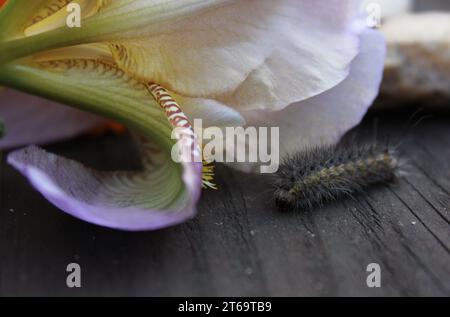 Flauschige Raupe auf Holzzaun mit violetten Blumen im Hintergrund. Ländlicher Osten TX Stockfoto