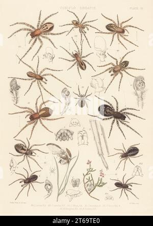 Spitzenkleber, Amaurobius fenestralis 88, Amaurobius similis 89, schwarze Spitzenkleber, Amaurobius ferox 90, 91, Lathys humilis 92, Dictyna arundinacea 93, Nigma puella 94 und Dictyna latens 95. Handkolorierte Lithographie von W. West nach Tuffen West aus John Blackwalls A History of the Spinnen of Great Britain and Ireland, Ray Society, London, 1861. Stockfoto