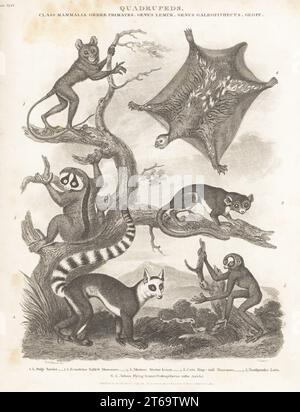 Spectral tarsier, Tarsius tarsier 1, Endangered Red Slender Loris, Loris tardigradus 2,5, Grey Mouse Lemur, Microcebus murinus 3, Endangered Ring-Tailed Lemur, Lemur catta 4 und Philippine Flying Lemur, Cynocephalus volans 6. Copperplate-Gravur von J. Scott nach Sydenham Edwards von Abraham Rees' Cyclopedia oder Universal Dictionary of Arts, Sciences and Literature, Longman, Hurst, Rees, Orme und Brown, Paternoster Row, London, 1. September 1811. Stockfoto