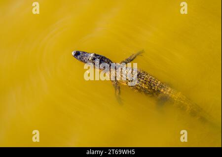 Blick von oben auf den American Alligator, der mit verlängerten vorderen Gliedmaßen auf der Oberfläche des Lake Fausse im Atchafalaya River Basin in Louisiana, USA, schwimmt Stockfoto