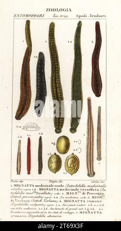 Europäische Heilleche, Hirudo medicinalis Art 1,2. Hirudo verbana 3, Erpobdella octoculata 4,5. Mignatta, Latrobdella medicinilais viridis, tessellata, L provincialis, L. verbana, Erpobdella vulgaris, Erpobdella alomaria. Handfarbige Kupferstichgravur von Antoine Laurent de Jussieus Dizionario delle Scienze NATURALI, Wörterbuch der Naturwissenschaften, Florenz, Italien, 1837. Von Carini gravierte Illustration, gezeichnet von Jean Gabriel Pretre und unter der Regie von Pierre Jean-Francois Turpin, herausgegeben von Batelli e Figli. Turpin (1775-1840) gilt als eine der größten französischen bota Stockfoto