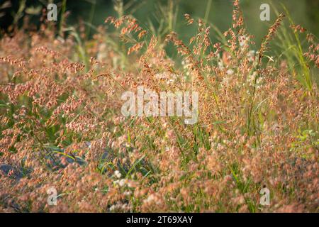 Das Rote-Top-Gras ist ein markantes und gemeines Gras in mittlerer Höhe. Es ist eine Pionierart, die schnell Störungen ausnutzt Stockfoto