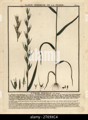 Giftdarnel, Weidelgras oder Schwänze, Lyvroie annuelle, livraie annuelle, Lolium temulentum. Kupferstich in drei Farben gedruckt von Pierre Bulliard aus seiner Herbier de la France, Ou Collection Complete des plantes indigenes de ce royaume, Didot jeune, Debure et Belin, 1780-1793. Stockfoto