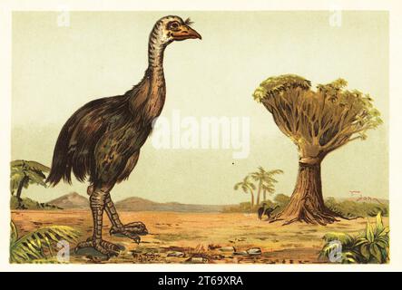 Riesiger moa und Drachenbaum. Südinsel-Riese moa, Dinornis robustus, ausgestorbener flugunloser Vogel der Südinsel Neuseelands. Dracaena draco steht in einer prähistorischen Landschaft mit dem gefährdeten Drachenbaum der Kanarischen Inseln. MOA, Riesenkogel von Neu-Seeland. Stockfoto