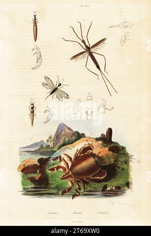 Wasserkäfer, Ranatra linearis, Rotfroschkrabbe, Ranina dentata und Schlangenfliege, Raphidia ophiopsis. Ranatre, Ranine, Raphidie. Handkolorierter Stahlstich von August Dumenil aus Felix-Edouard Guerin-Meneville's Dictionnaire Pittoresque d'Histoire Naturelle, Paris, 1834-39. Stockfoto