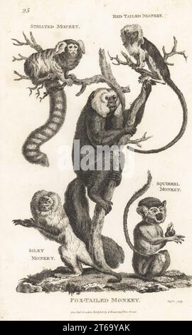 Maultier, Callithrix jacchus, Rotschwanz-Guenon, Cercopithecus ascanius, weißgesichtiges saki, Pithecia pithecia, gefährdeter goldener Löwe Tamarin, Leontopithecus rosalia und Guianan Eichhörnchenaffen Saimiri sciureus. Streifenaffen, Rotschwanzaffen, Fuchsschwanzaffen, Seidenaffen und Eichhörnchenaffen. Kupferstich von Taylor aus George Shaws General Zoology: Mammalia, G. Kearsley, Fleet Street, London, 1800. Stockfoto