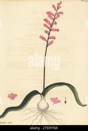 Cape Cowslip, Lachenalia rosea. Rosafarbene lachenalia. Aus dem Kap der Guten Hoffnung, Südafrika, in der Sammlung George Hibbert. Kupferstich gezeichnet, gestochen und handkoloriert von Henry Andrews aus seinem Botanischen Register, Band 5, selbst veröffentlicht in Knightsbridge, London, 1803. Stockfoto