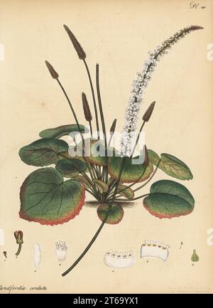 Wandpflanze, Wandflower oder Beetleweed, Galax aphylla. Blandfordia in Herzform, Blandfordia cordata. Aus der Nähe des Savannah River, Georgia, Nordamerika, skizziert in den Gärten von George Spencer-Churchill, dem Marquis von Blandford, bei White Knights. Kupferstich gezeichnet, gestochen und handkoloriert von Henry Andrews aus seinem Botanischen Register, Band 5, selbst veröffentlicht in Knightsbridge, London, 1804. Stockfoto