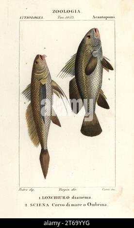 Longtail-Croaker, Lonchurus lanceolatus 1 und magre, Croaker, Steinbarsch, Shadefish, Argyrosomus regius 2. Lonchurus dianema 1, Lonchiuro dianema Sciena Corvo di Mare o Ombrina. Handkolorierter Kupferstich aus Antoine Laurent de Jussieu's Dizionario delle Scienze Naturali, Wörterbuch der Naturwissenschaften, Florenz, Italien, 1837. Illustration von Corsi, gezeichnet von Jean Gabriel Pretre und Regie von Pierre Jean-Francois Turpin, herausgegeben von Batelli e Figli. Turpin (1775–1840) gilt als einer der größten botanischen Illustratoren Frankreichs des 19. Jahrhunderts. Stockfoto