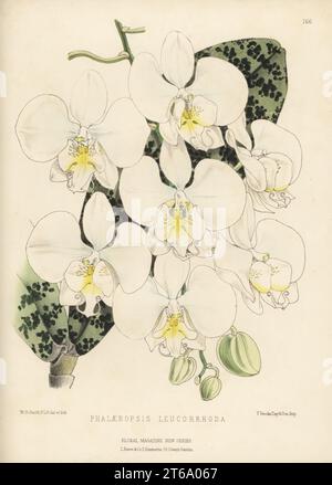 Phalaenopsis x Leucorrhoda Orchid, natürliche Hybride von P. aphrodite und P. schilleriana, einheimisch auf den Philippinen. Importiert von William Bull aus Chelsea. Als Phalaenopsis leucorrhoda. Handfarbige botanische Illustration gezeichnet und lithographiert von Worthington George Smith aus Henry Honywood Dombrain's Floral Magazine, New Series, Band 3, L. Reeve, London, 1874. Lithographie gedruckt von Vincent Brooks, Day & Son. Stockfoto