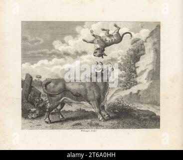 Der Stier und der Mastiff. Ein Stier wühlt und wirft einen aggressiven Mastiff in die Luft. Copperplate-Gravur von William Grainger nach einer Illustration von John Wootton aus Fables von John Gay, mit einem Leben des Autors, John Stockdale, London, 1793. Stockfoto