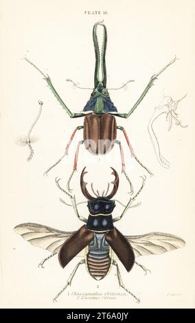 Darwins Hirschkäfer, Grants Hirschkäfer oder der chilenische Hirschkäfer Chiasognathus grantii 1 und der europäische Hirschkäfer Lucanus cervus 2. Handkolorierter Stahlstich von William Lizars aus James Duncans Natural History of Beetles, in der Sir William Jardines Naturalists Library, W.H, Lizars, Edinburgh, 1835. James Duncan war ein schottischer Zoologe und Entomologe von 1804 bis 1861. Stockfoto