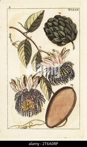 Zuckerapfel, Annona squamosa 70, und Passionsblume mit Wasser Zitrone, Passiflora laurifolia 71,72. Handkolorierter Kupferstich einer botanischen Illustration aus Gottlieb Tobias Wilhelms Unterhalten aus der Naturgeschichte, Wien, 1816. Stockfoto