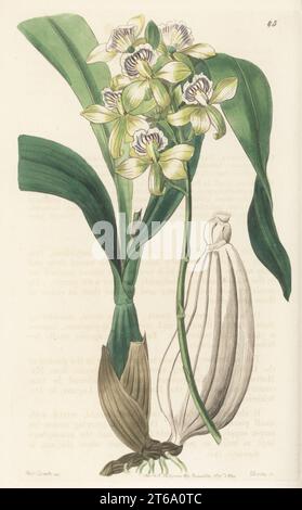 Appendage Orchidee, Prosthechea radiata. Die Pflanze wurde vom Pflanzenjäger Karl Theodor Hartweg aus Mexiko gesandt und im Garten der Gartenbaugesellschaft geblüht. Strahlenblühende Epidendrum, Epidendrum radiatum. Handkolorierter Kupferstich von George Barclay nach einer botanischen Illustration von Sarah Drake aus dem Edwards Botanical Register, Fortsetzung von John Lindley, herausgegeben von James Ridgway, London, 1844. Stockfoto