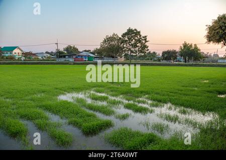 Reisfelder in einem Wohngebiet von Chiang Rai, Thailand Stockfoto