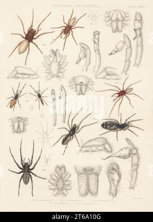 Holzlausenjäger, Dysdera crocata 266, 267, Harpactea hombergi 268, Grünfangspinnen, Segestria florentina 269 und Schlangenspinnen, Segestria senoculata 270. D. erythina, D. rubicunda, D. hombergii, Segestria perfida, S. senoculata. Handkolorierte Lithographie von W. West aus John Blackwalls A History of the Spinnen of Great Britain and Ireland, Ray Society, London, 1861. Stockfoto