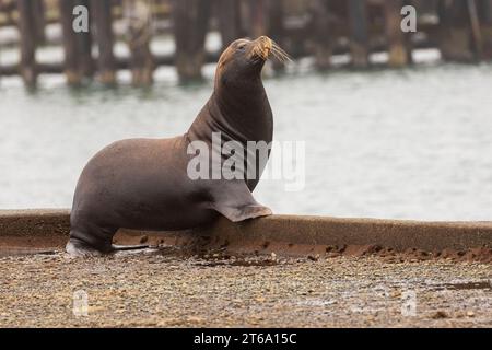 Ein einsamer, männlicher kalifornischer Seelöwe (Zalophus californianus) in der Nähe der Docks am Crescent Harbor in Crescent City, Kalifornien, USA. Stockfoto