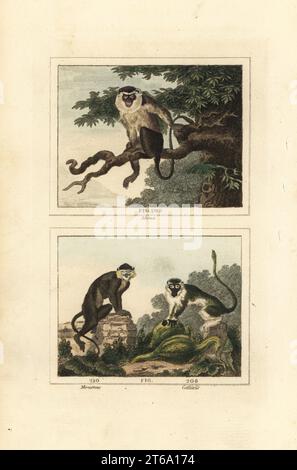 Mona-Affe, Cercopithecus mona 209, Guenon oder Moustached-Affe, Cercopithecus cephus 210 und Grivet, Chlorocebus aethiops 211. Handkolorierter Kupferstich nach Jacques de Seve aus James Smith Barrs Ausgabe von Comte Buffons Natural History, A Theory of the Earth, General History of man, brate Creation, Gemüse, Mineralien, T. Gillet, h. D. Symonds, Paternoster Row, London, 1807. Stockfoto