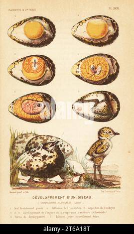 Die Entwicklung eines Vogels, Europäischer Goldpfeifer, pluvialis apricaria. Frisch legenes Ei 1, Wirkung der Inkubation 2, Auftreten des Embryos 3, Entwicklung der Atemorgane 4,5, Volltermin 6, Schlupf und frisch geschlüpftes Küken 7. Chromolithographie von A. Mesnel aus Alfred Fredols Le Monde de de la Mer, The World of the Sea, herausgegeben von Olivier Fredol, Librairie Hachette et. Cie., Paris, 1881. Alfred Fredol war das Pseudonym des französischen Zoologen und Botanikers Alfred Moquin-Tandon (1804–1863). Stockfoto