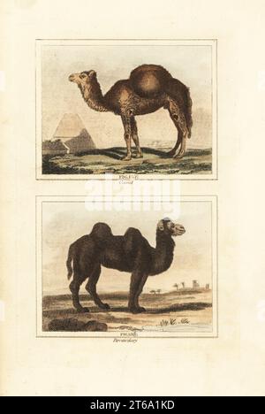 Dromedarkamel, Camelus dromedarius, vor einer Pyramide (oben) und Baktrisches Kamel, Camelus bactrianus (unten). Handkolorierter Kupferstich nach Jacques de Seve aus James Smith Barrs Ausgabe von Comte Buffons Natural History, A Theory of the Earth, General History of man, brate Creation, Gemüse, Mineralien, T. Gillet, h. D. Symonds, Paternoster Row, London, 1807. Stockfoto