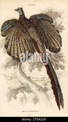 Der große argus, Argusianus argus (Argus Fasan oder gigantischer argus, Argus giganteus). Handkolorierter Kupferstich von William Lizars aus Sir William Jardines The Natural History of gallinaceous Birds in His Naturalists Library: Ornithology, Lizars, Edinburgh, 1834. Stockfoto