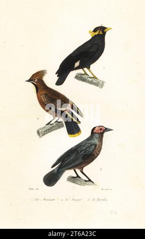 Gemeiner Hügel myna, Gracula religiosa 1, Böhmischer Wachsflügel, Bombycilla garrulus 2 und coleto, Sarcops calvus 3. Le mainate, le Jaseur, Ampelis garrulous, le goulin, Gracula calva. Handkolorierter Stahlstich von Leopold Massard nach einer Illustration von Jean-Gabriel Pretre aus Achille Richards Oeuvres Completes de Buffon, Pourrat Freres, Paris, 1839. Stockfoto