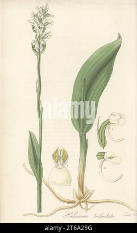 Club-Sporenorchidee oder kleine grüne Holzorchidee, Platanthera clavellata. Tridendate habenaria, Habenaria tridentata. Stammt aus Nordamerika und Kanada, wurde vom schottischen Botaniker John Goldie vorgestellt und blühte in Monkwood Grove. Handfarbene Kupferplatten-Gravur von Joseph Swan nach einer botanischen Illustration von William Jackson Hooker aus seiner exotischen Flora William Blackwood, Edinburgh, 1823-27. Stockfoto