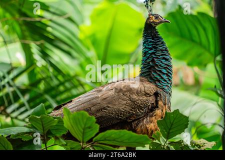 Der Kampong, National Tropical Botanical Garden in Miami, Florida: Peafowl (Männchen sind Pfauen und Weibchen sind Peahens) werden als Haustier eingestuft Stockfoto