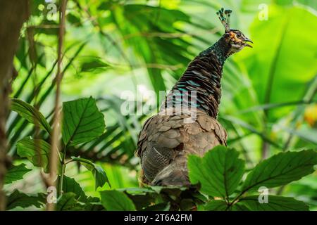 Der Kampong, National Tropical Botanical Garden in Miami, Florida: Peafowl (Männchen sind Pfauen und Weibchen sind Peahens) werden als Haustier eingestuft Stockfoto