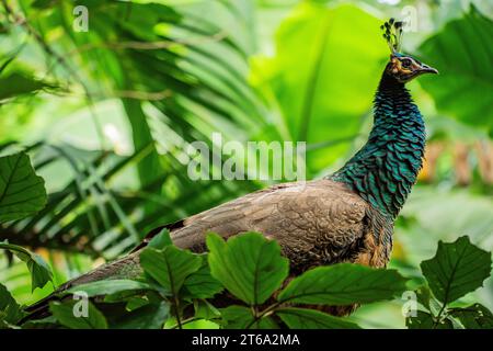 Der Kampong, National Tropical Botanical Garden in Miami, Florida: Peafowl (Männchen sind Pfauen und Weibchen sind Peahens) werden als Haustier eingestuft Stockfoto