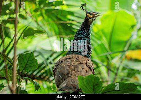 Der Kampong, National Tropical Botanical Garden in Miami, Florida: Peafowl (Männchen sind Pfauen und Weibchen sind Peahens) werden als Haustier eingestuft Stockfoto