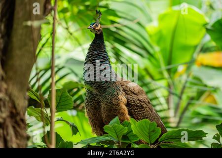 Der Kampong, National Tropical Botanical Garden in Miami, Florida: Peafowl (Männchen sind Pfauen und Weibchen sind Peahens) werden als Haustier eingestuft Stockfoto