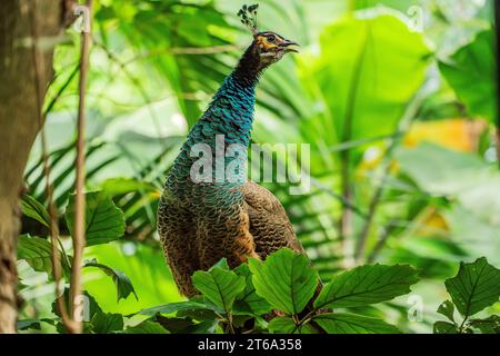 Der Kampong, National Tropical Botanical Garden in Miami, Florida: Peafowl (Männchen sind Pfauen und Weibchen sind Peahens) werden als Haustier eingestuft Stockfoto