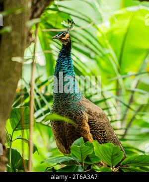 Der Kampong, National Tropical Botanical Garden in Miami, Florida: Peafowl (Männchen sind Pfauen und Weibchen sind Peahens) werden als Haustier eingestuft Stockfoto