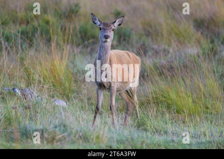 Ein junger Weißschwanzhirsch in seinem natürlichen Lebensraum, inmitten üppig grüner Laub Stockfoto