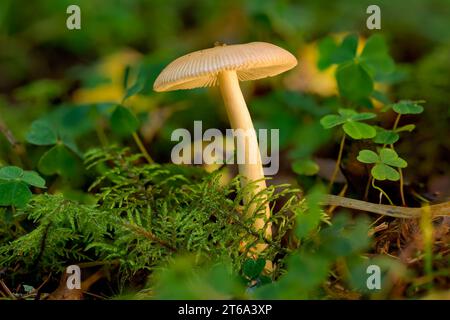 Ein einsamer Pilz steht inmitten üppig grüner Blätter und gefallener Blätter in einer natürlichen Umgebung im Freien Stockfoto