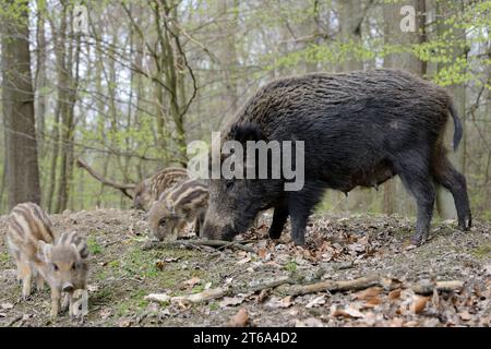 Europäisches Wildschwein (Sus scrofa scrofa), Weibchen mit Quietscher, Nordrhein-Westfalen, Deutschland | Europäisches Wildschwein (Sus scrofa scrofa scrofa) Stockfoto